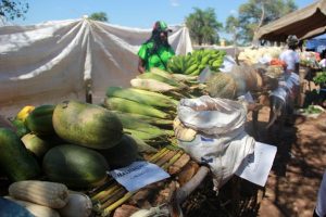 Read more about the article Kanchibiya residents commend govt. for farming inputs