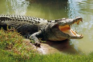 Read more about the article 50 year old Lumezi man survives crocodile attack