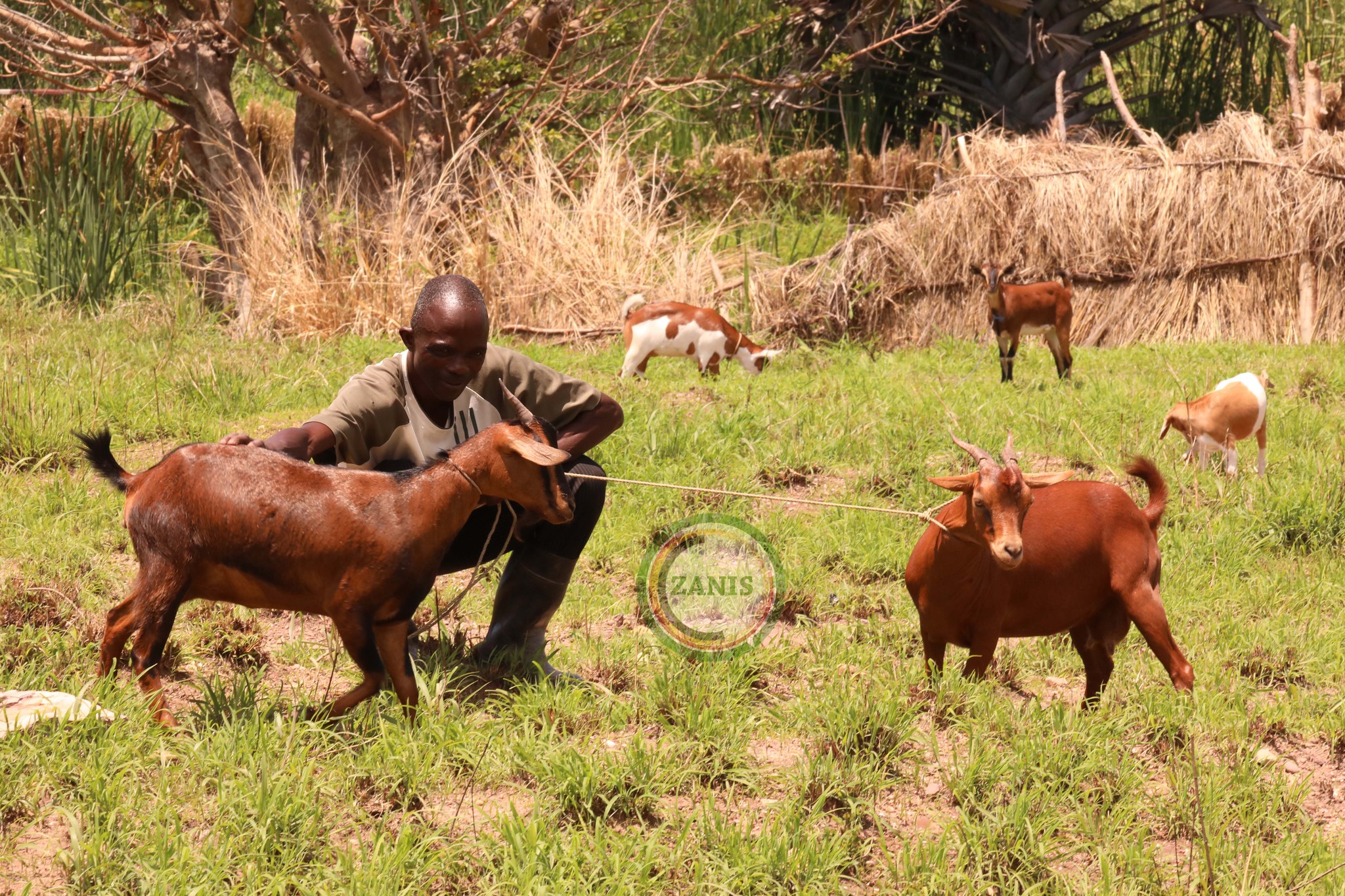 Read more about the article Mpulungu women’s club hail goat project