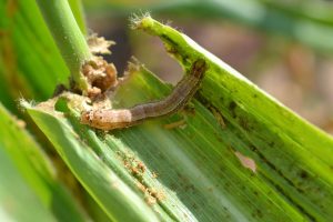 Read more about the article 15,800 Copperbelt Farmers Hit by Fall Armyworm