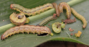 Read more about the article CHILANGA RECEIVES 1500 LITRES OF PESTICIDES