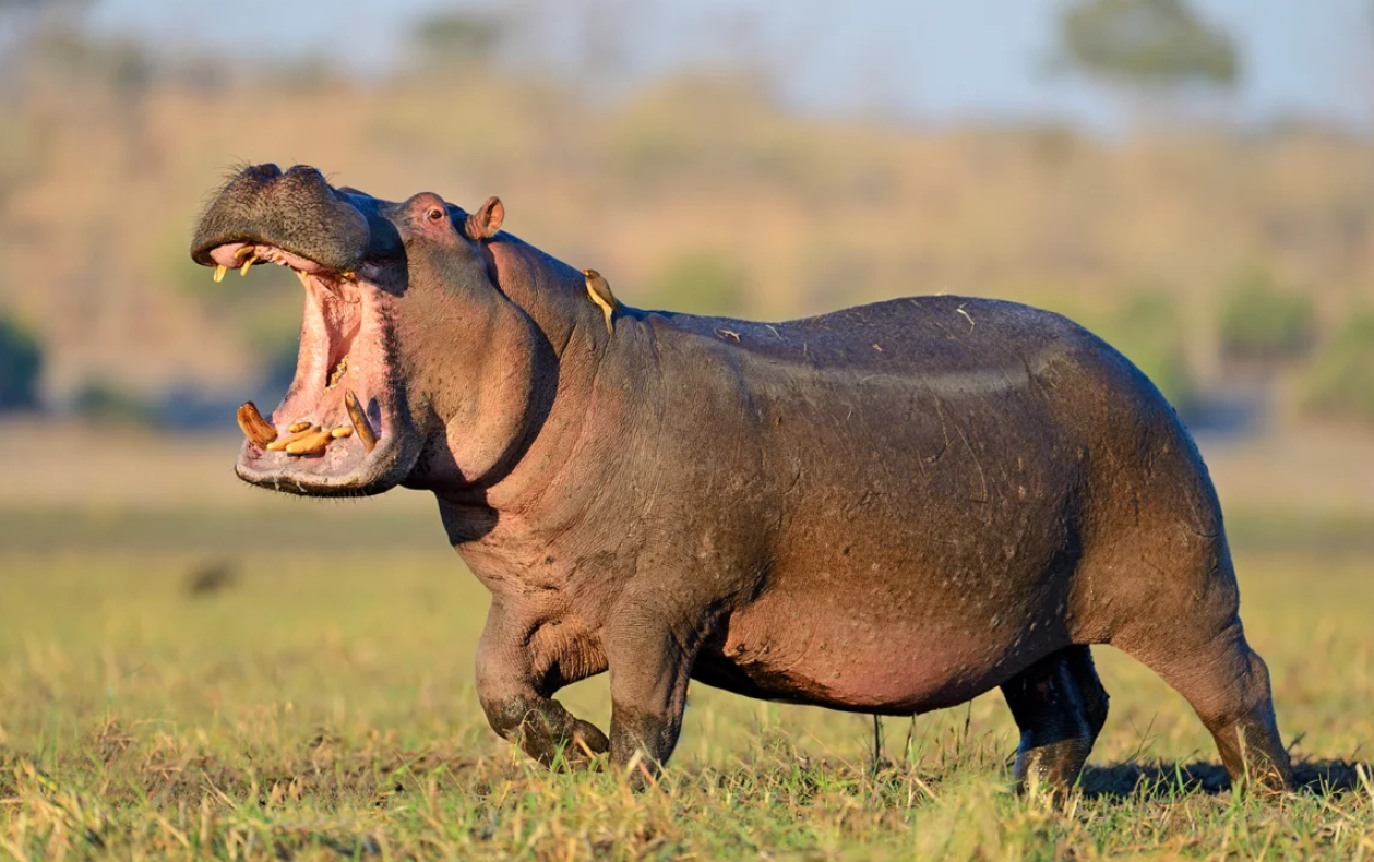 Read more about the article 75-YEAR-OLD MAN KILLED BY HIPPOPOTAMUS IN MAMBWE