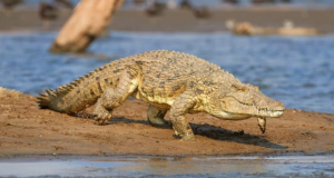 Read more about the article SINAZONGWE FISHERMAN DIES IN CROCODILE ATTACK