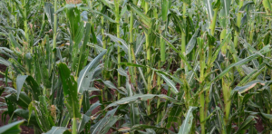Read more about the article MKUSHI RECEIVES PESTICIDES TO CONTROL OUTBREAK OF FALL ARMY WORMS