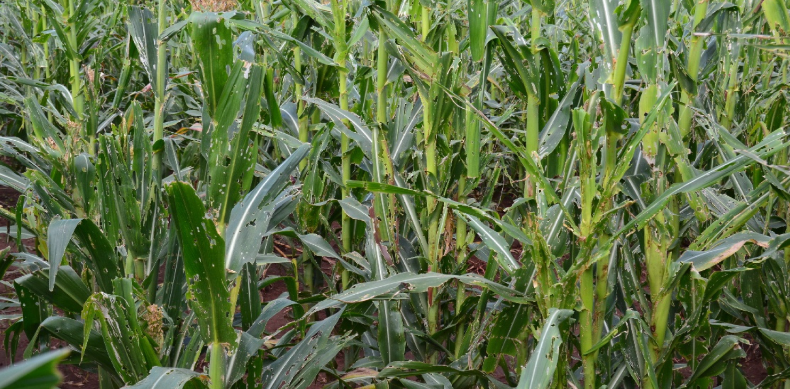Read more about the article MKUSHI RECEIVES PESTICIDES TO CONTROL OUTBREAK OF FALL ARMY WORMS