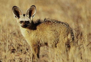 Read more about the article TWO-YEAR-OLD ATTACKED BY SUSPECTED RABID FOX IN MKUSHI