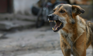 Read more about the article SUSPECTED RABIES OUTBREAK ALARMS CHAVUMA