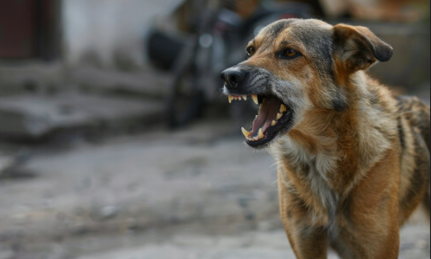 Read more about the article SUSPECTED RABIES OUTBREAK ALARMS CHAVUMA