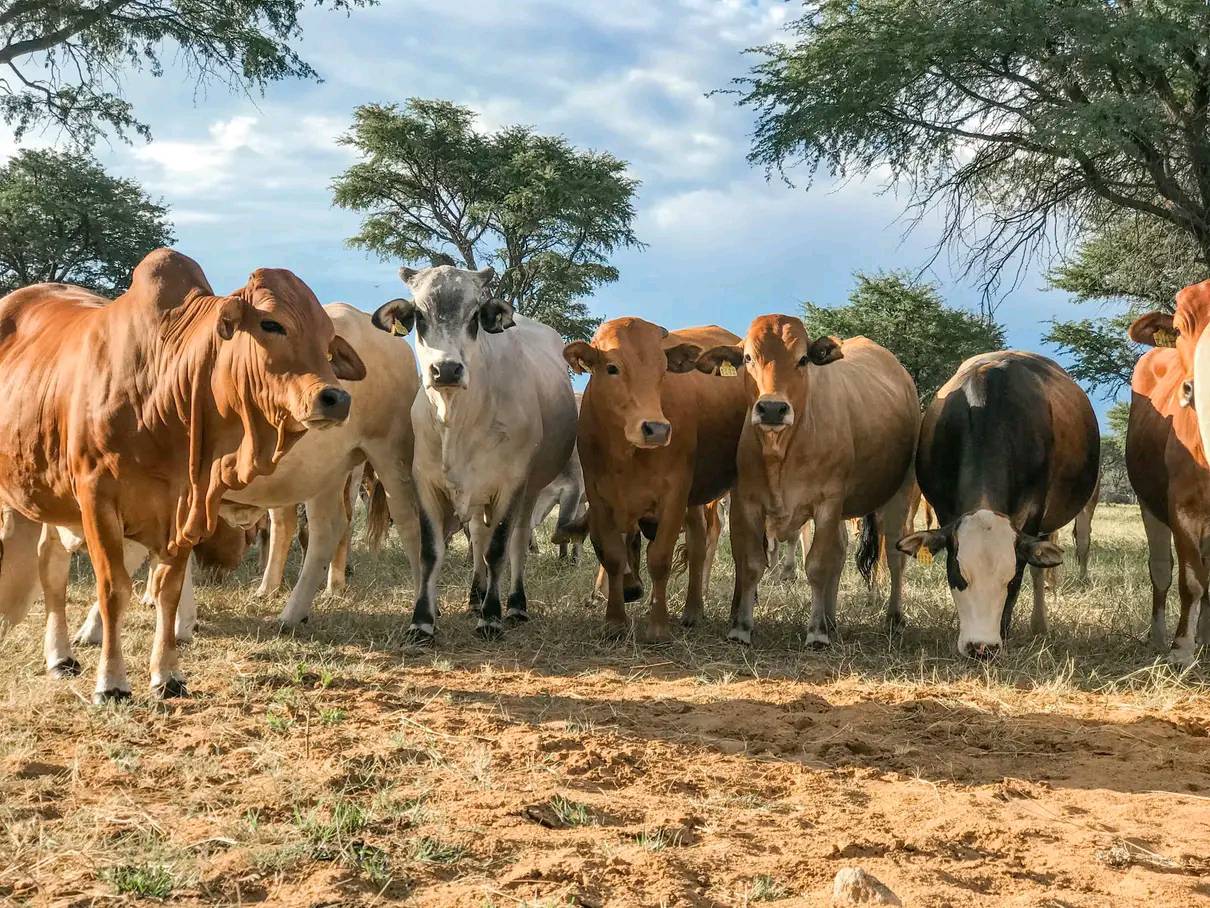 Read more about the article GOVT BOOSTS FUNDING FOR KANYAMA BREEDING CENTRE