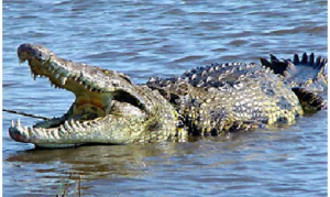 Read more about the article MAMBWE MAN KILLED BY CROCODILE WHILE FLEEING ELEPHANTS