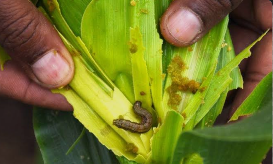 You are currently viewing FALL ARMYWORMS DESTROY 1,394 HECTARES ISOKA CROPS