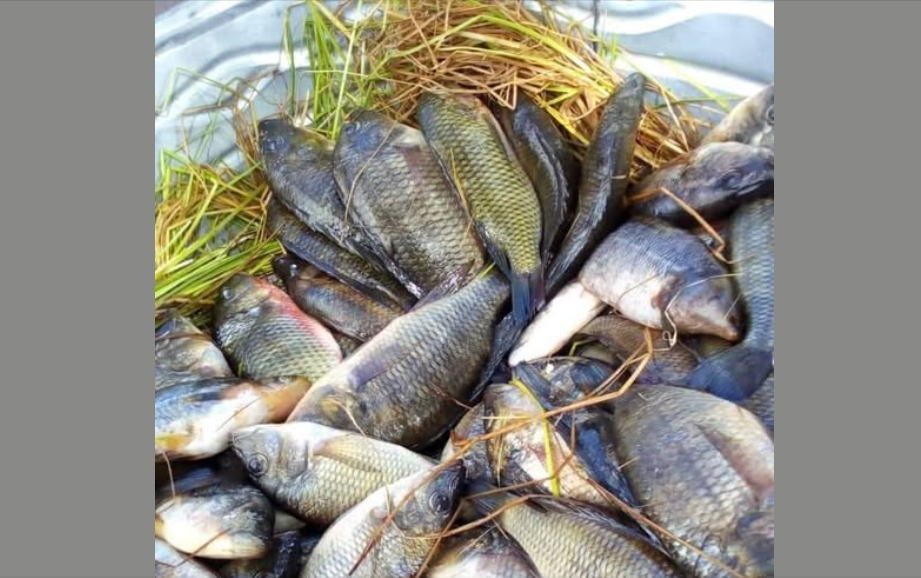 You are currently viewing THREE FINED FOR ILLEGAL FISH POSSESSION