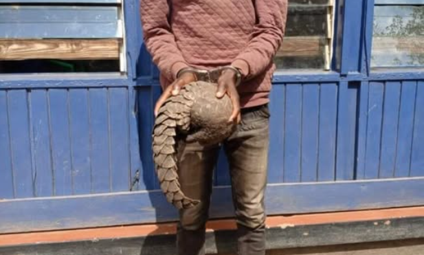 You are currently viewing CHIENGI MAN CHARGED FOR PANGOLIN POSSESSION
