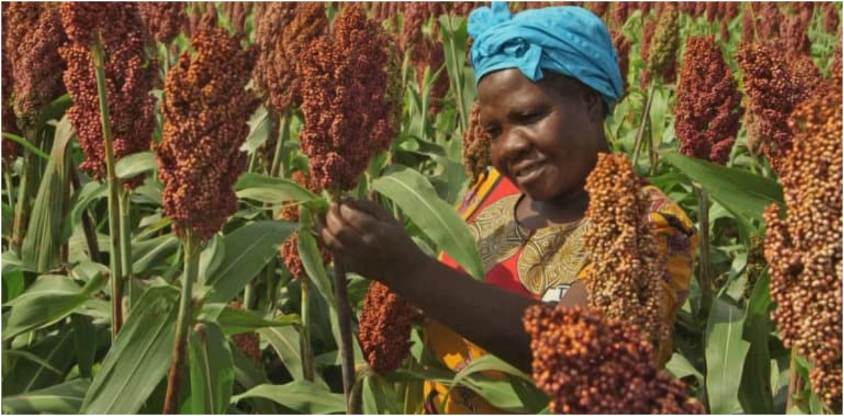 You are currently viewing LOW ADOPTION OF CLIMATE-RESILIENT CROPS WORRIES KASEMPA FOOD SECURITY COMMITTEE