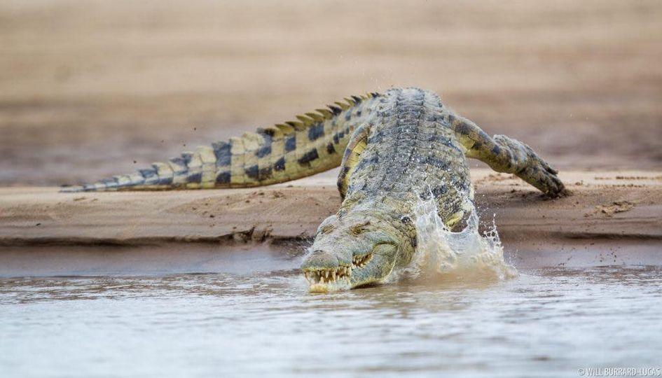 You are currently viewing CHIFUNABULI TEEN KILLED BY CROCODILE WHILE PREPARING BOATS