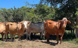 Read more about the article ZIMBA MAN ARRESTED FOR K13,000 CATTLE THEFT