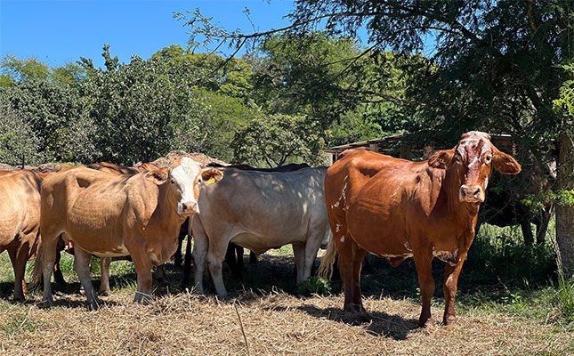 You are currently viewing ZIMBA MAN ARRESTED FOR K13,000 CATTLE THEFT