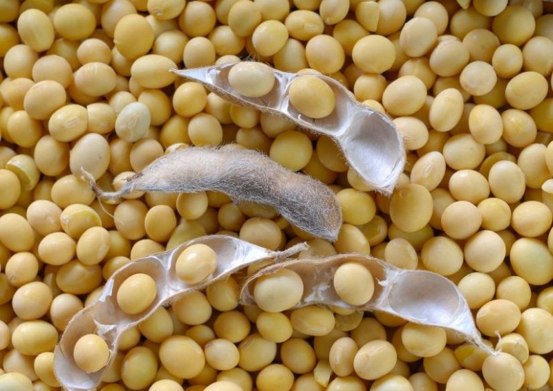 Read more about the article KALUMBILA FARMER APPEALS FOR GOVERNMENT HELP IN SOYA MARKETING