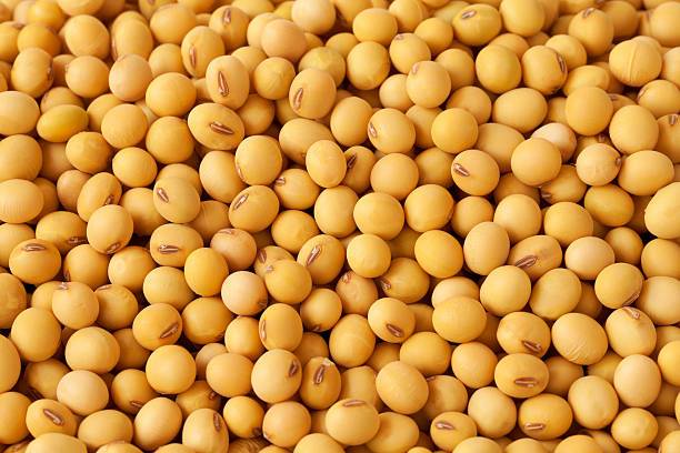 You are currently viewing SAFADA LAUDS CHINA SOYA EXPORT MARKET