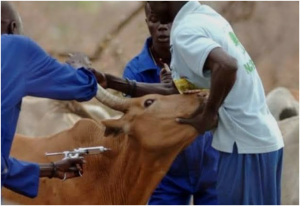 Read more about the article 39, 000 ANIMALS TARGETED FOR FMD VACCINATION IN NORTH-WESTERN