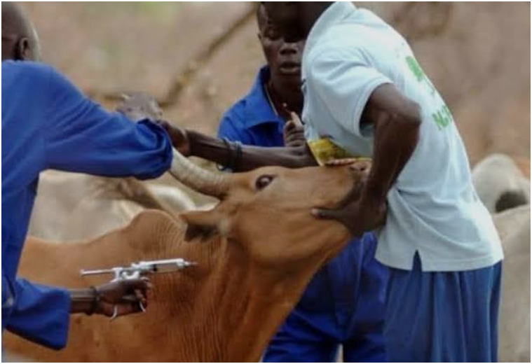 You are currently viewing 39, 000 ANIMALS TARGETED FOR FMD VACCINATION IN NORTH-WESTERN