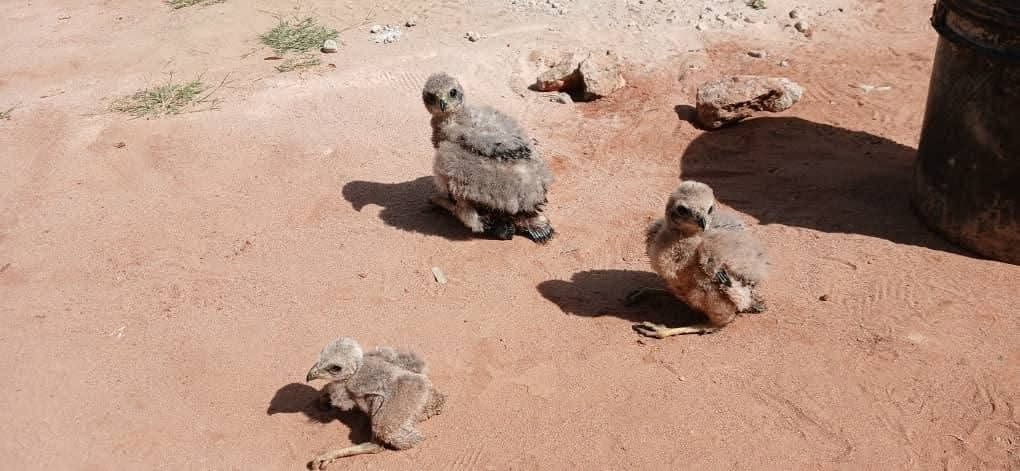 You are currently viewing POLICE RECOVERS 3 WILD BIRDS FROM MBALA MAN