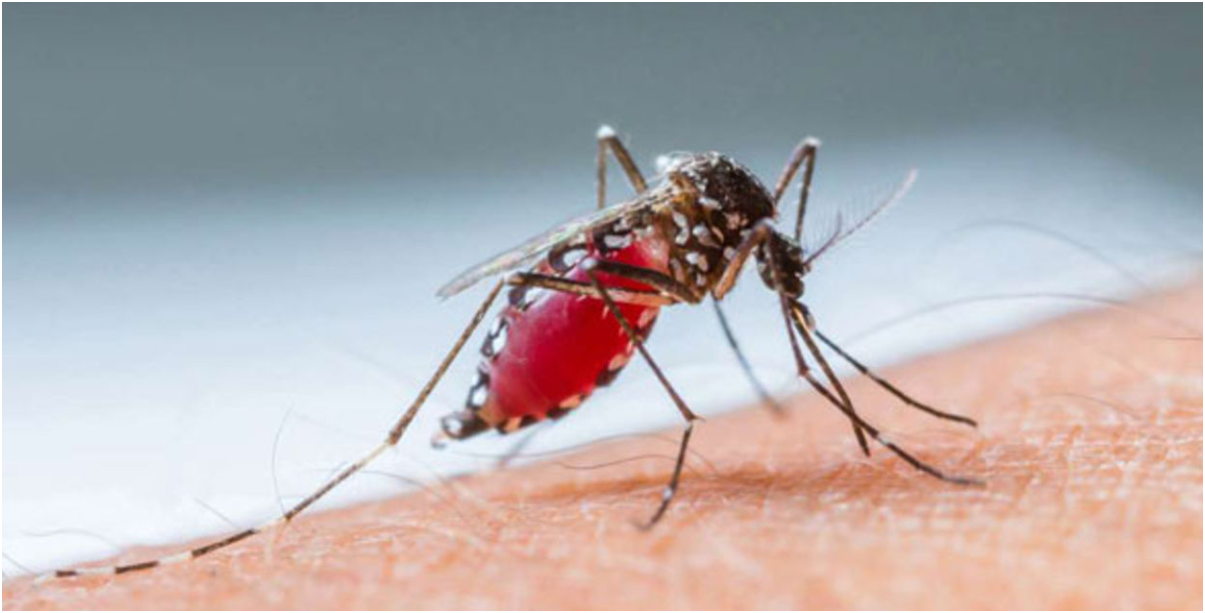 You are currently viewing COPPERBELT RECORDS DECLINE IN MALARIA CASES