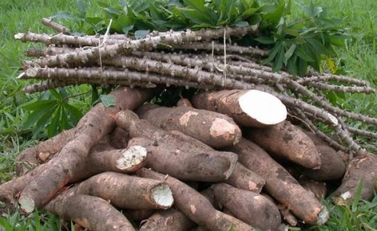 You are currently viewing Luapula projects record-breaking cassava harvest this season