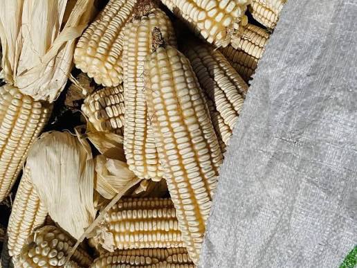 You are currently viewing Resettlement Division to harvest 700 bags of maize