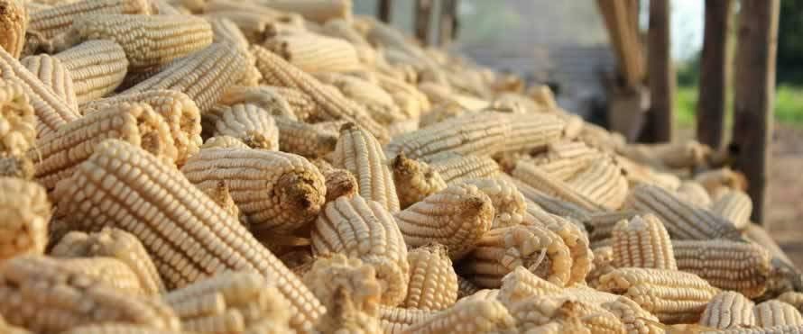 Read more about the article Mungwi farmers cautioned on unscrupulous buyers