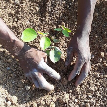 Read more about the article Acting Chief Nyamphande urges subjects to push on climate change fight