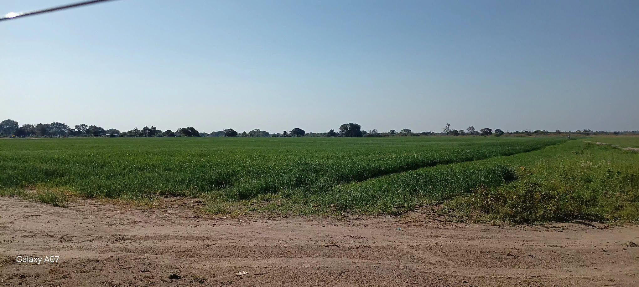 You are currently viewing MALOMBE IRRIGATION SCHEME DRIVES YEAR-ROUND FARMING